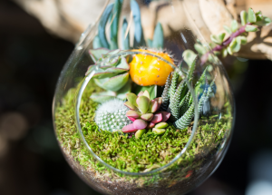 terrarium