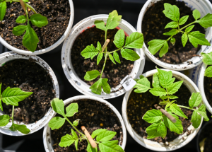 seed starts
