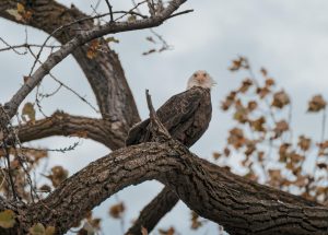 bald eagle sitting in a tree with fall leaves