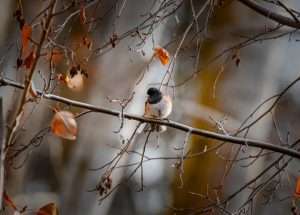a bird sits on a branch with fall leaves