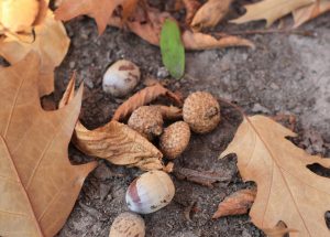 acorns and leaves