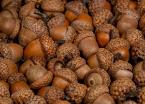 acorns