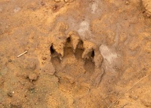 animal tracks