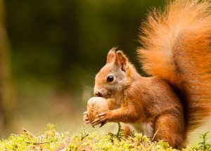 a squirrel holds a nut